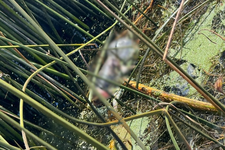Puno | Encuentran cuerpo de recién nacido en orillas del lago Titicaca Puno | Encuentran cuerpo de recién nacido en orillas del lago Titicaca