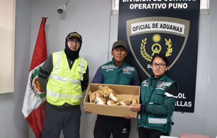 Puno | SERFOR abre procedimiento sancionador por transporte ilegal de vicuñas disecadas Puno | SERFOR abre procedimiento sancionador por transporte ilegal de vicuñas disecadas