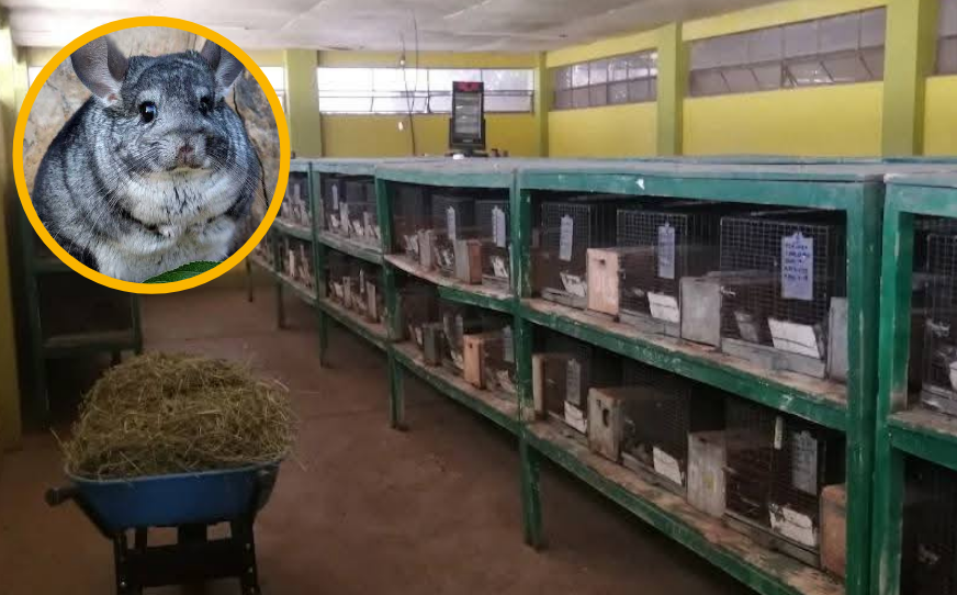 Lampa | Alcalde niega mortandad masiva de chinchillas y pide asumir administración del criadero Lampa | Alcalde niega mortandad masiva de chinchillas y pide asumir administración del criadero