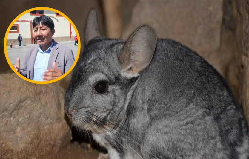 Lampa | Mortandad de 57 chinchillas genera alarma en criadero del fundo La Calera Lampa | Mortandad de 57 chinchillas genera alarma en criadero del fundo La Calera